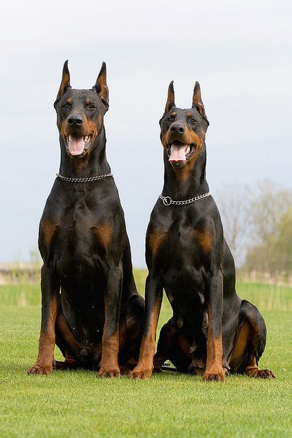 Read more about the article Cool Tech Gear and Gift Ideas for Doberman Owners