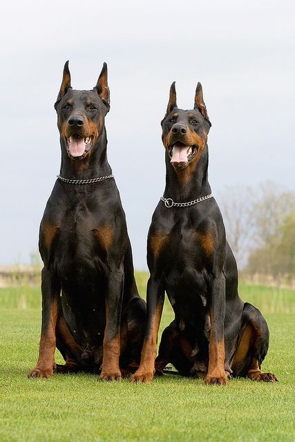 dobermanarea female and male doberman