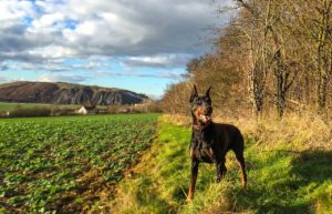Read more about the article Can a Doberman Live with a German shepherd?