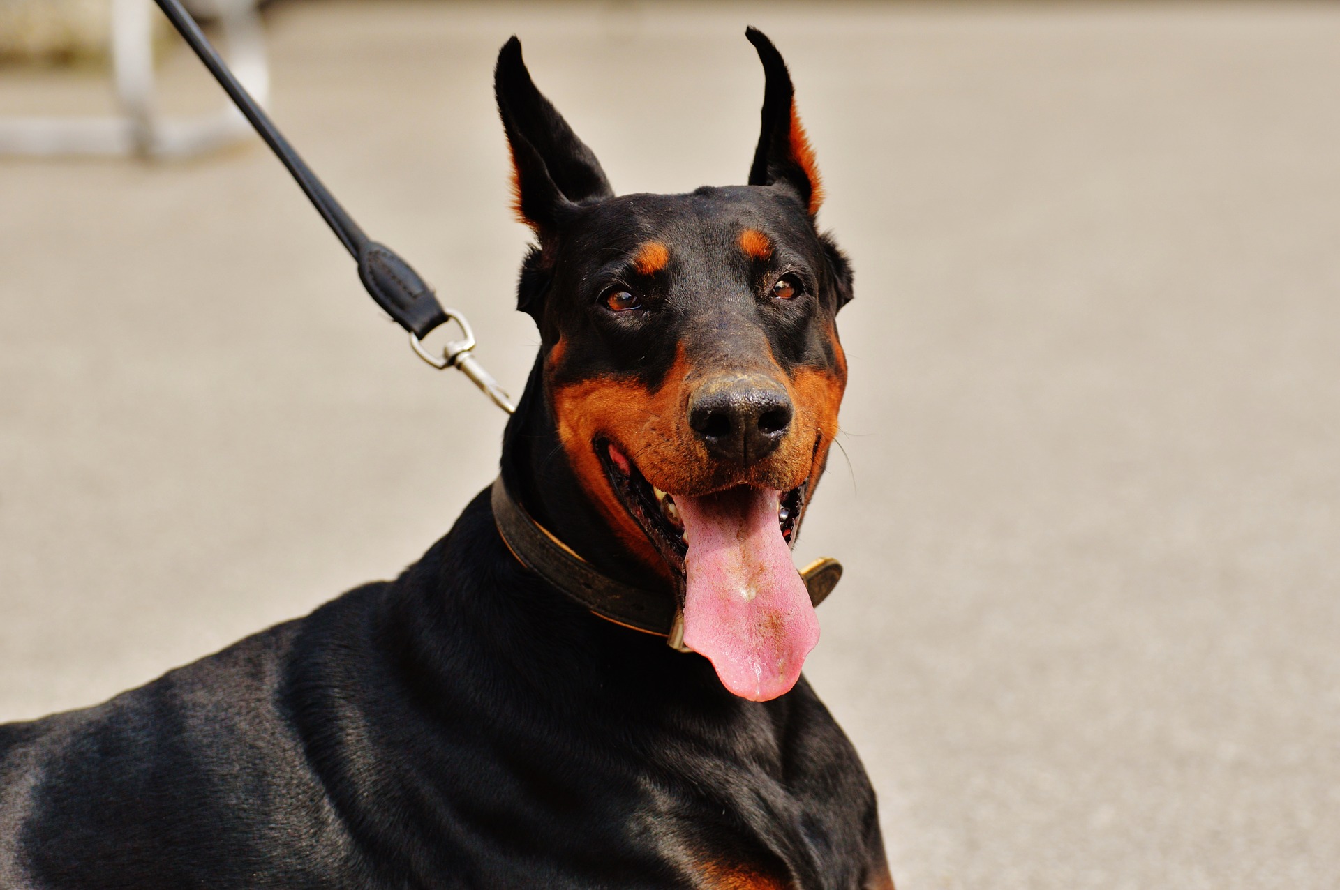 Read more about the article Best Walking & Hiking Gear for the Doberman Pinscher.