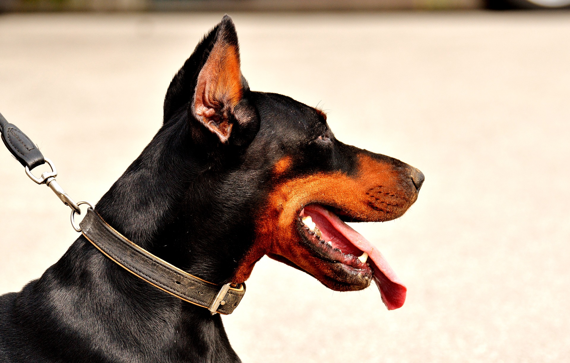 You are currently viewing Training Guide for Doberman to walk on Leash