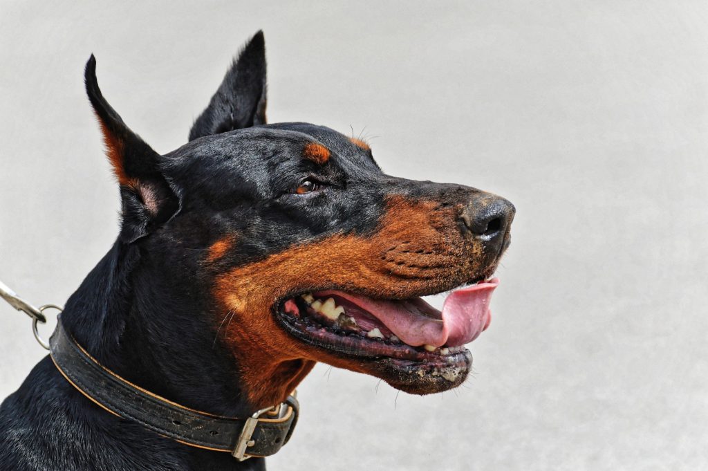 Doberman on Doberman Area