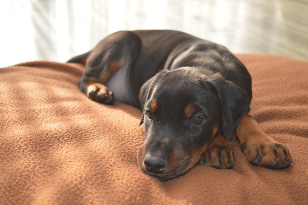 Dobermanarea new puppy shopping list