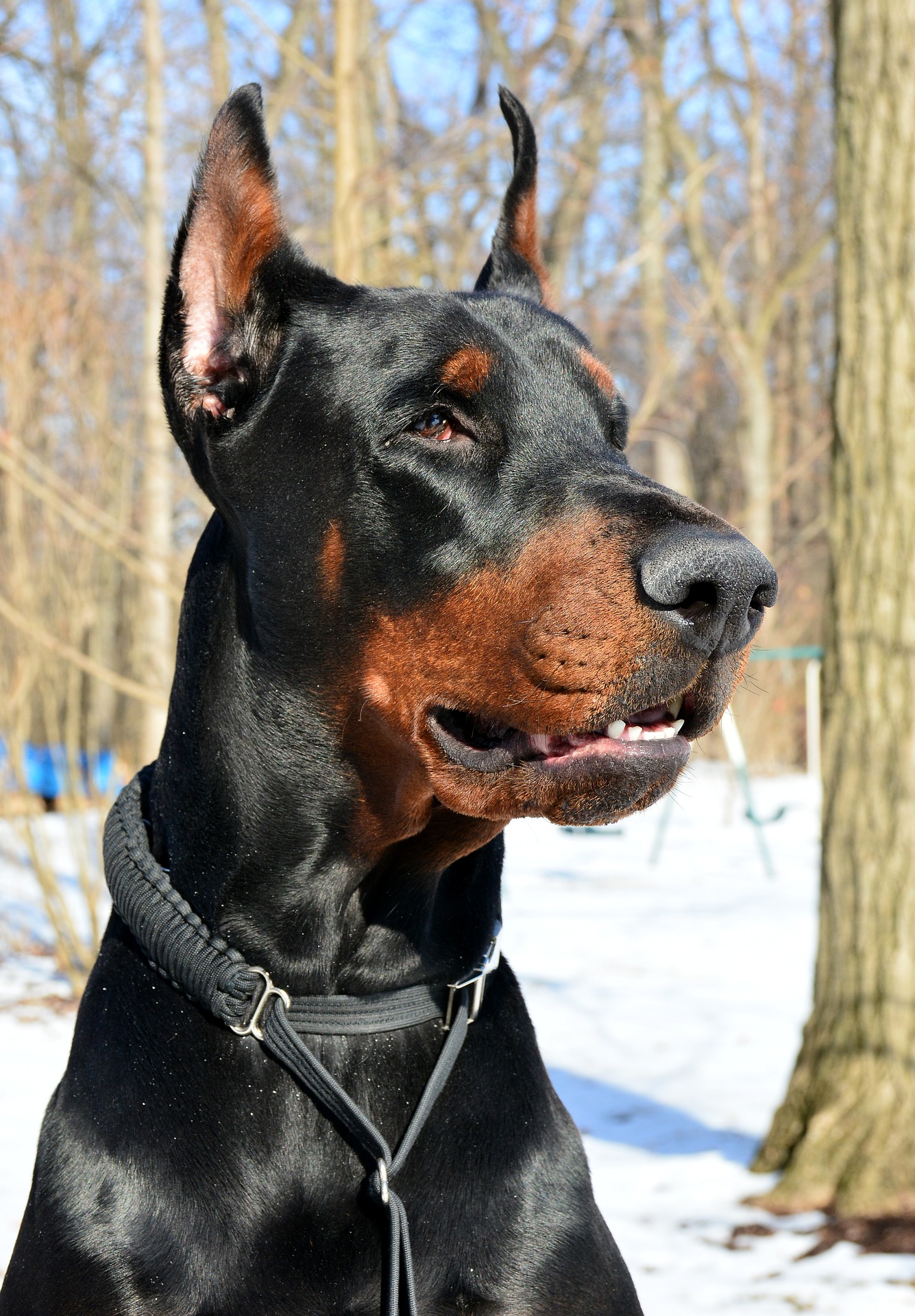You are currently viewing An Easy Guide for Training a Doberman