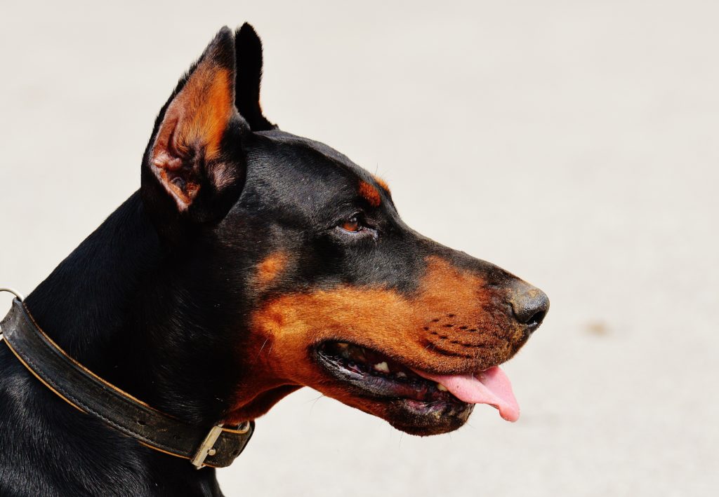 doberman area blog