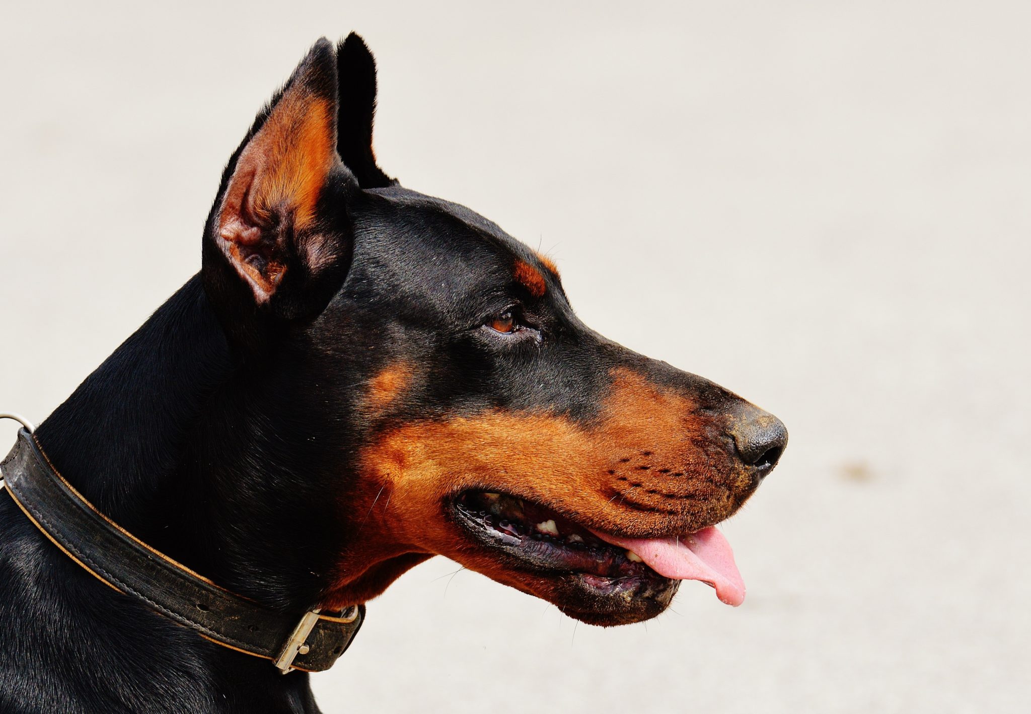 5 THINGS YOU NEED TO KNOW ABOUT DOBERMANS-Doberman Facts