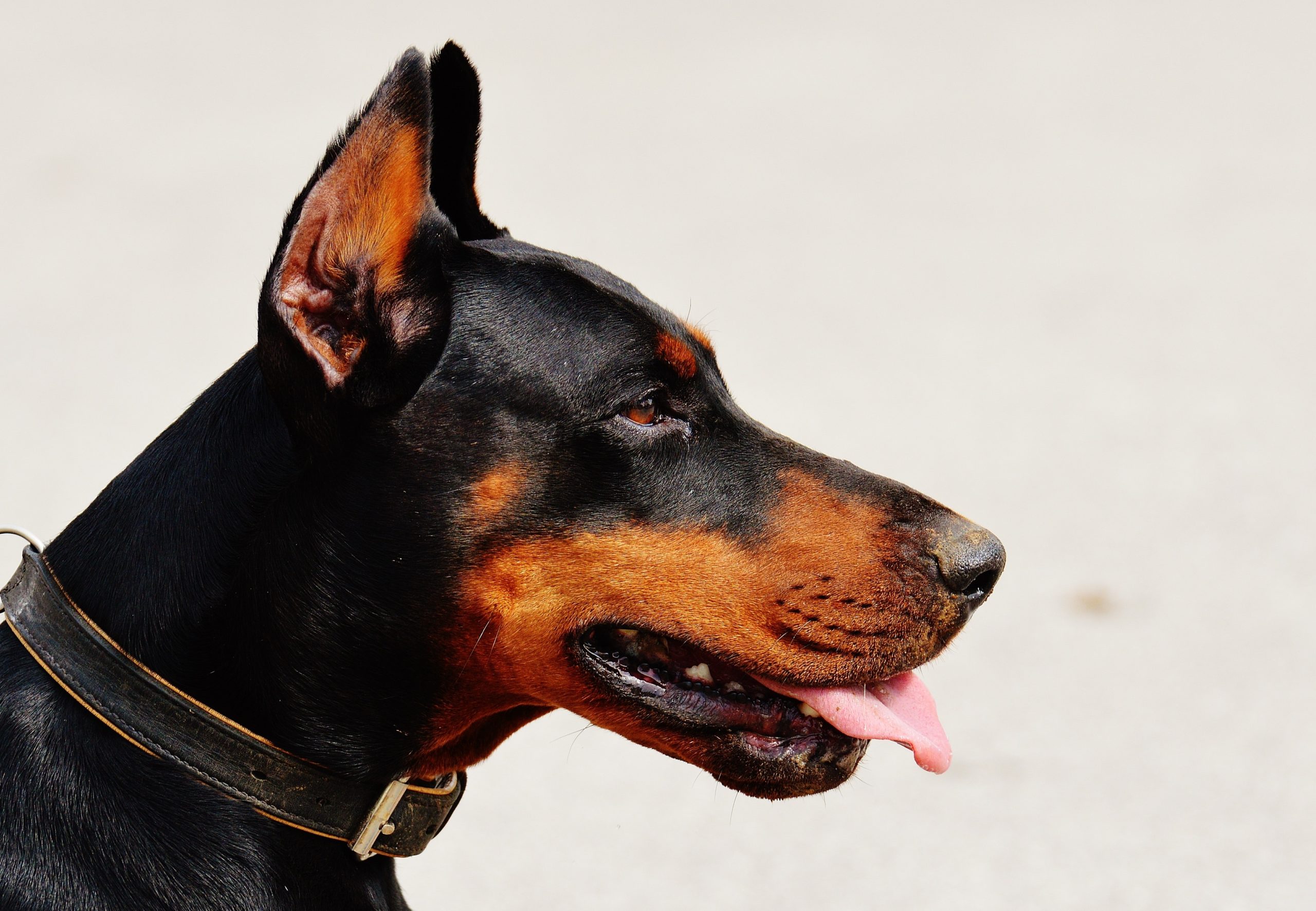 Read more about the article 5 THINGS YOU NEED TO KNOW ABOUT DOBERMANS