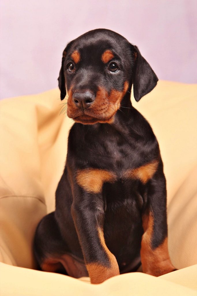 webkinz doberman