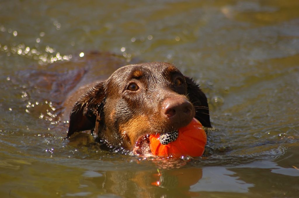 doberman area playing fun games