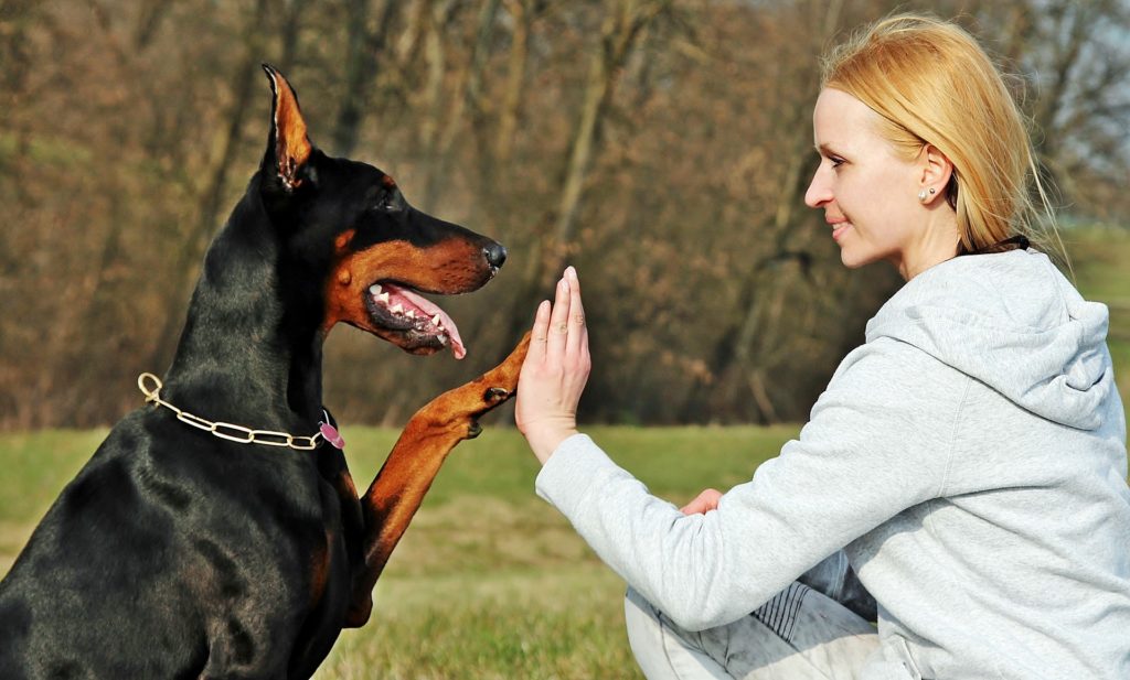 doberman areea doberman friendship