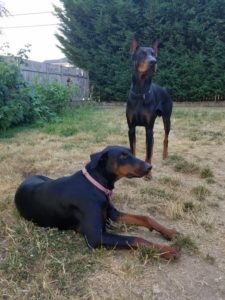 Read more about the article Male vs. Female Doberman: Which is better?