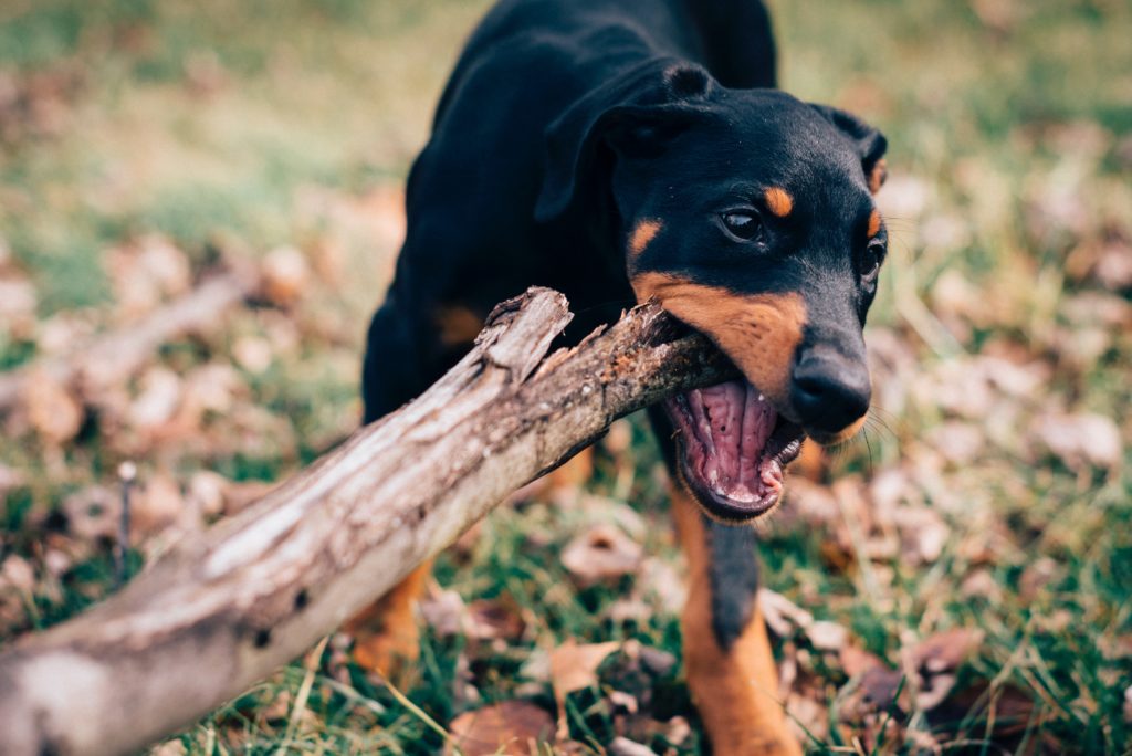 doberman puppy