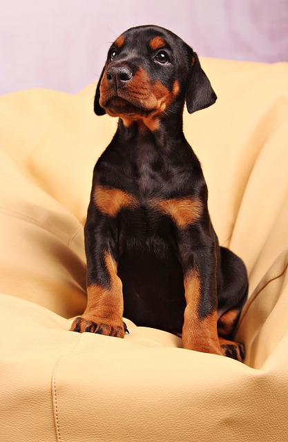 You are currently viewing Male vs. Female Doberman puppy – three biggest differences
