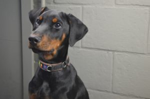 Read more about the article 30 THINGS TO TEACH YOUR DOBERMAN IN 30 DAYS