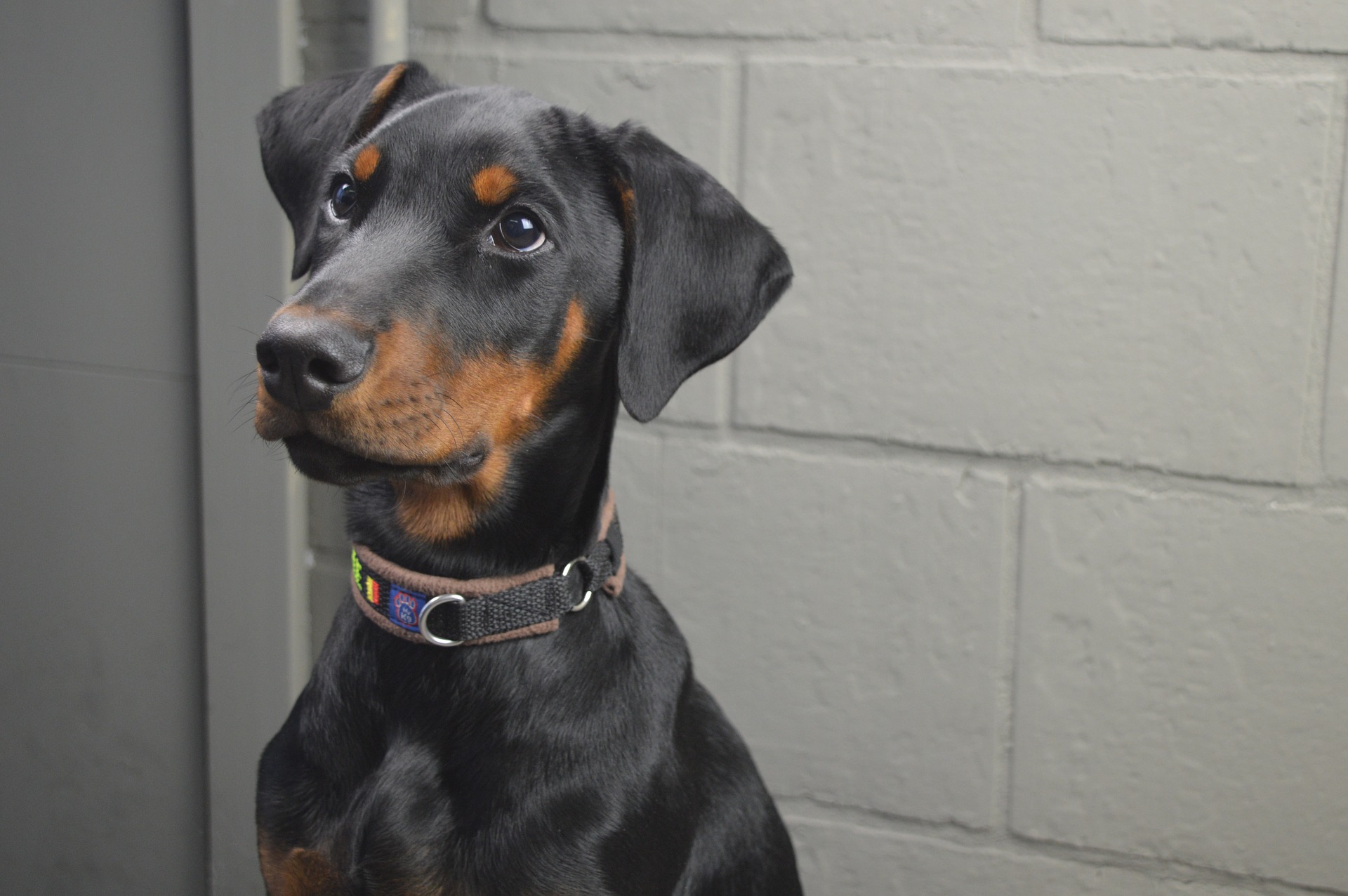 You are currently viewing 30 THINGS TO TEACH YOUR DOBERMAN IN 30 DAYS