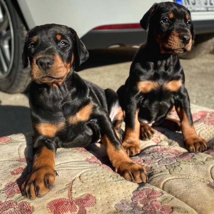 You are currently viewing How Much Does a Doberman Puppy Cost?