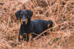 Read more about the article Can Dobermann get along with small Dogs?
