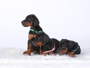 Read more about the article 10 Things You Need To Know before getting a Doberman.